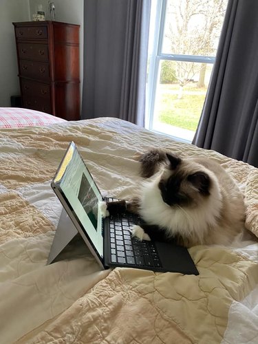 cat watches computer screen