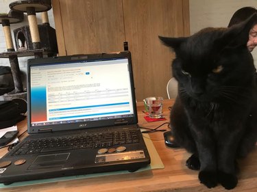 cat sits next to open laptop