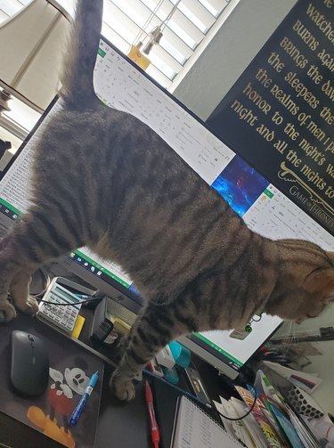 cat stands in front of computer monitor