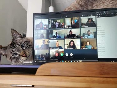 cat peers around laptop