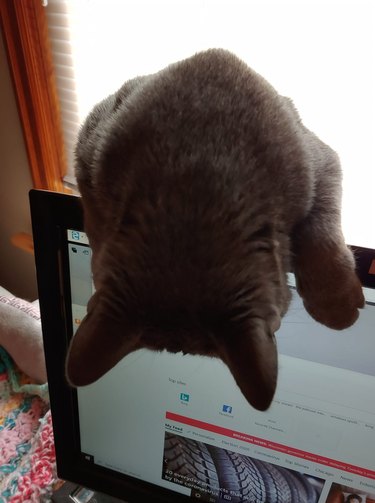 cat peers over laptop