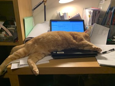 cat sleeps on laptop