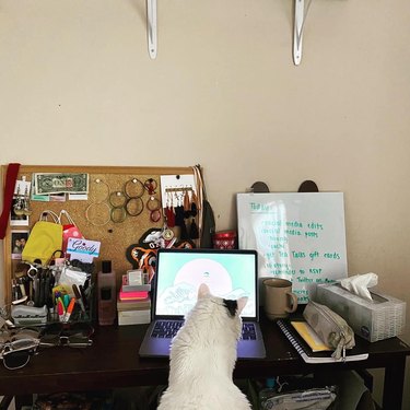 cat stares at computer