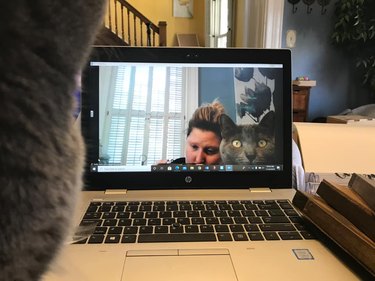 cat joins virtual meeting