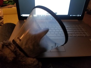 cat sits on laptop