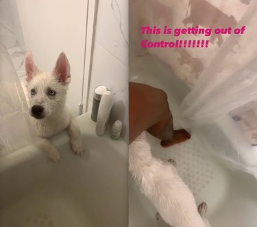 dog follows woman into shower