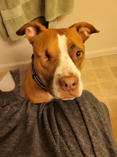 dog follows woman to bathroom