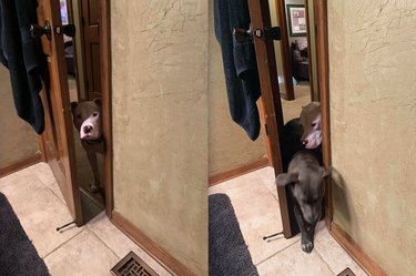 dogs push their way into bathroom