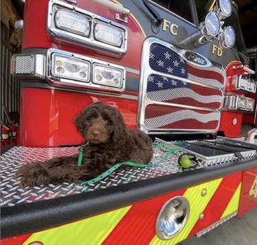 dog lying by fire truck.