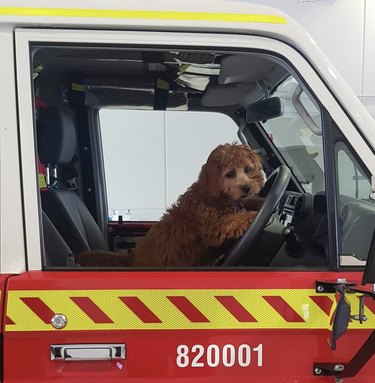 dog driving fire truck.