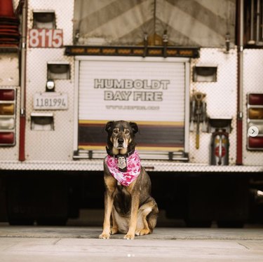 dog in front of fire truck.