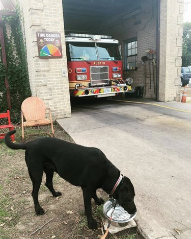 dog drinking water at fire station.