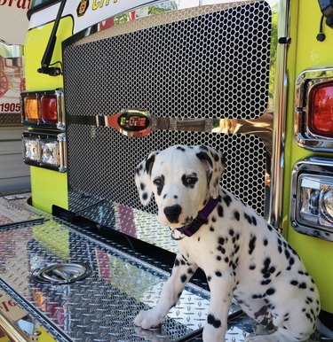 dalmatian next to fire truck.