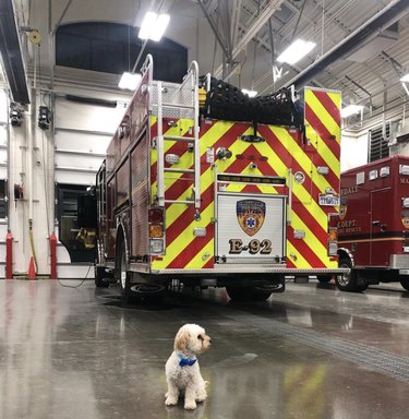 tiny dog in front of fire truck.