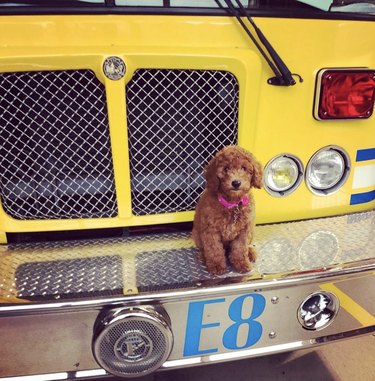 dog sitting on fire truck.