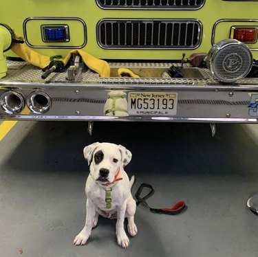 dog in front of firetruck