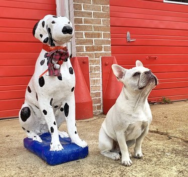 Frenchie bulldog sitting next to dalmatian statue.