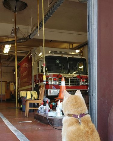 shiba dog looking inside fire station.