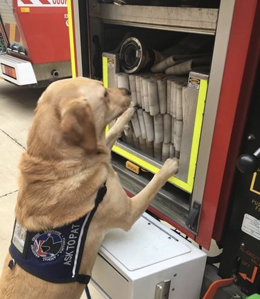 dog looking at fire hose.