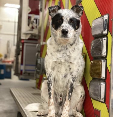 dog sitting on fire truck.