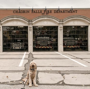 dog in front of fire station.