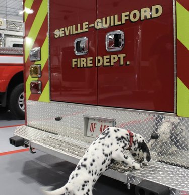 dalmatian sniffing fire truck.