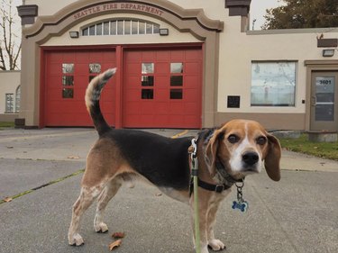 dog in front of fire station.