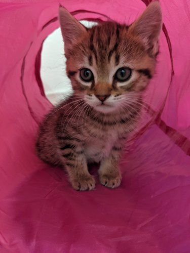 a small kitten in a tube