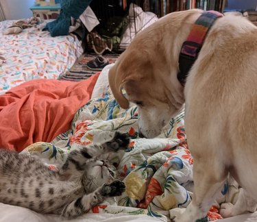 a dog and a cat on a bed