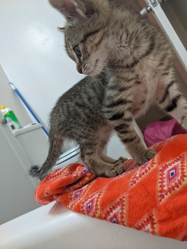 cat on the edge of the bath