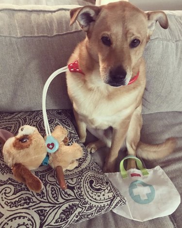 dog playing doctor with stuffed animal