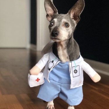 dog in doctor's costume