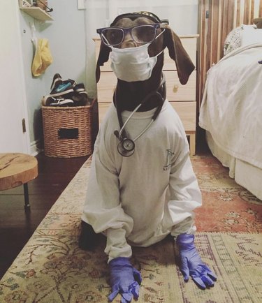 dog with stethoscope and face mask