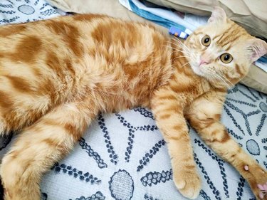 orange tabby cat shows off marbled belly fur