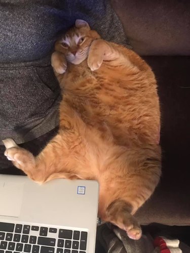 orange cat sleeps next to laptop