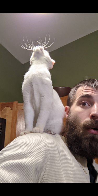 Man with white cat sitting on his shoulder