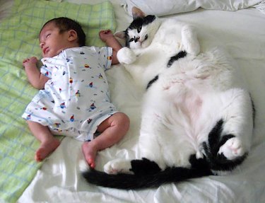 human baby and fat cat sleep bellyside up