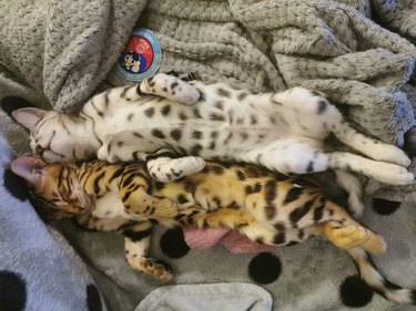 spotted bengal cats cuddle together