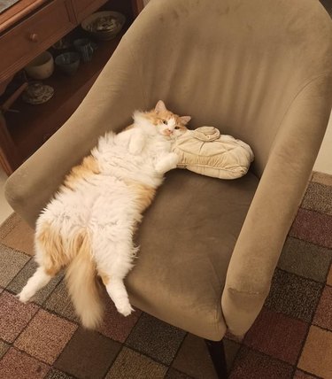 cat slouches in chair