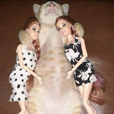 cat sleeps with Barbie dolls