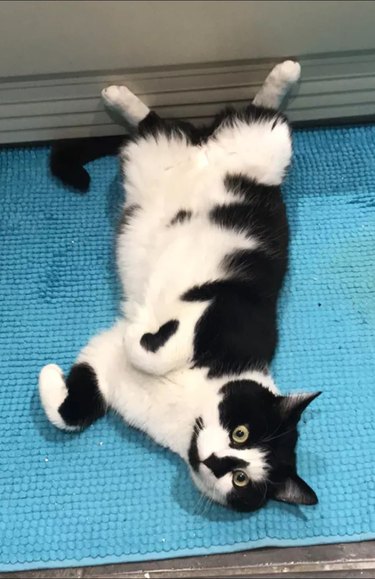 tuxedo cat shows off belly