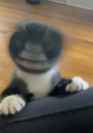 blurry pic of cat shaking head