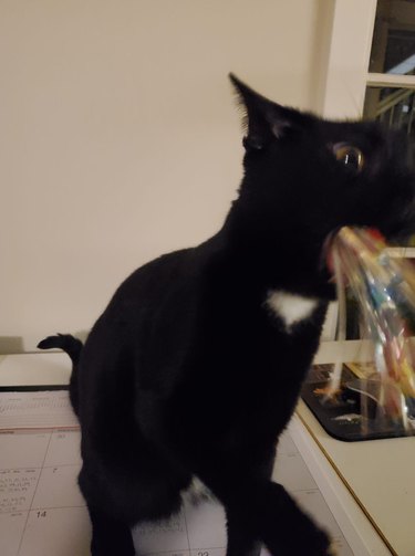 cat holds rainbow streamers in mouth