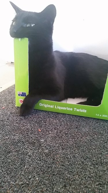 black cat bites cardboard box