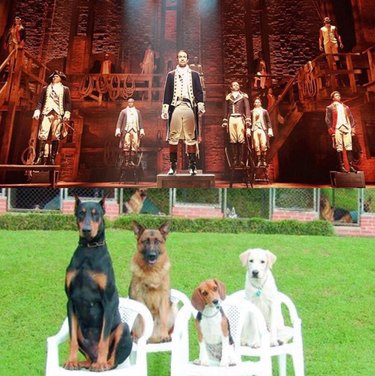 cast of Hamilton and dogs standing on chairs