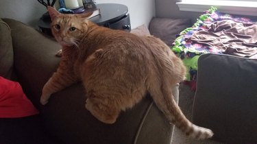 thick cat on couch arm
