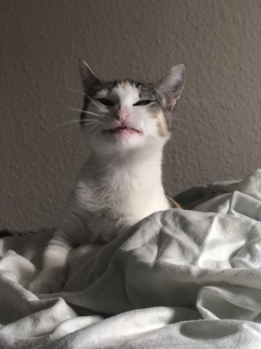 cat smiles awkwardly for camera