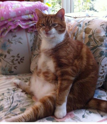 chubby cat sits upright