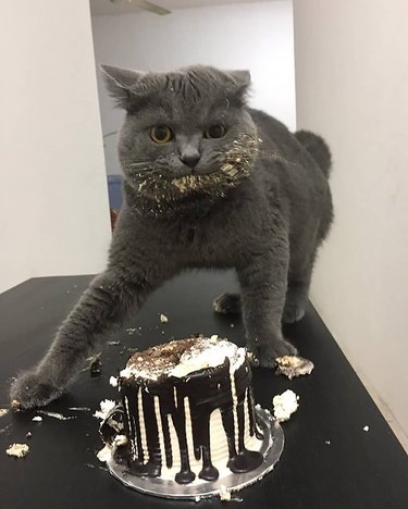 cat with cake on face