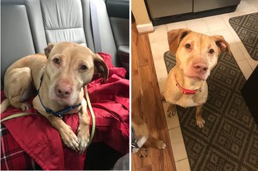 Collage of dog coming home from shelter